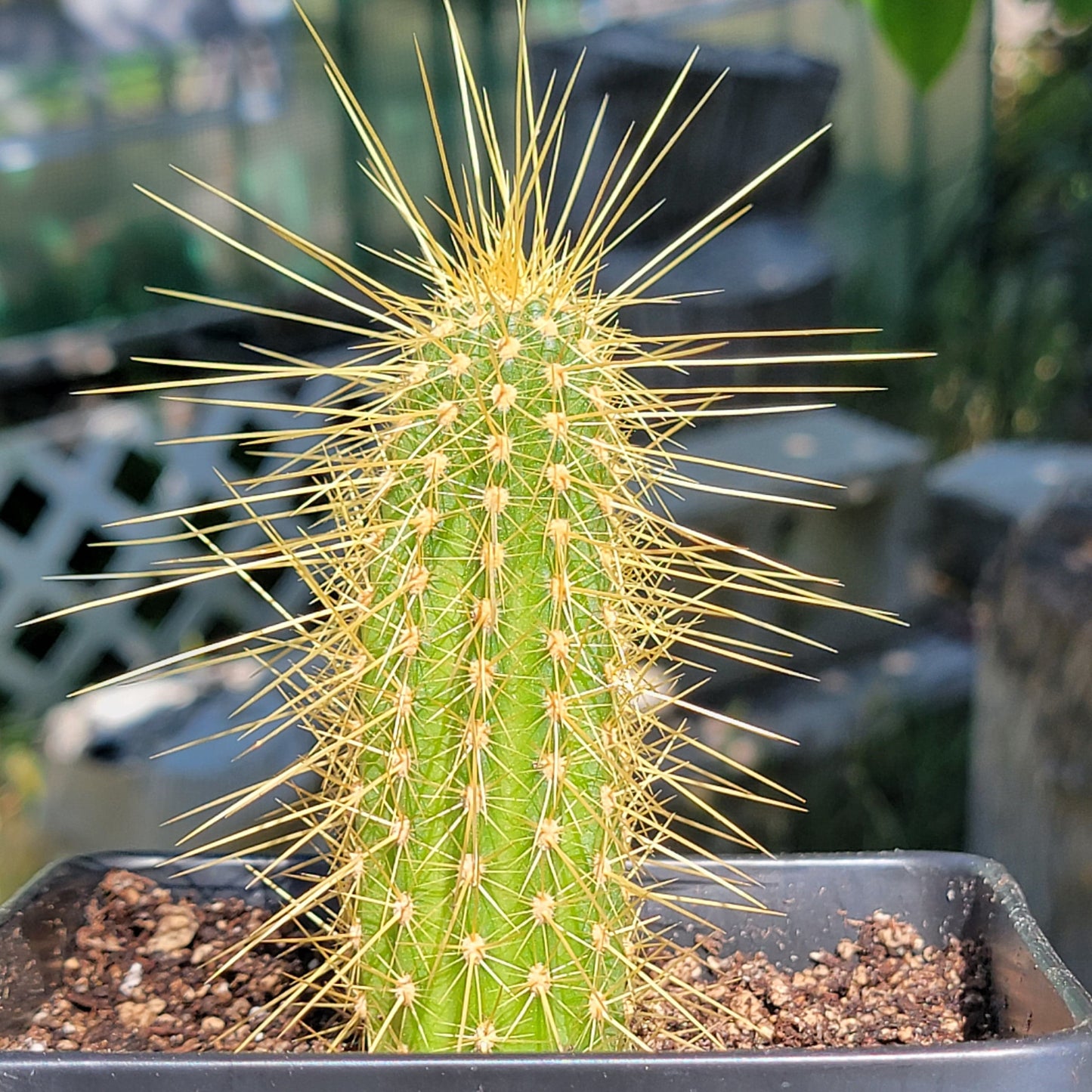 hedgehog succulent plant Echinocereus 'Nicholii' 'Golden Hedgehog' – DesertScapeSucculent