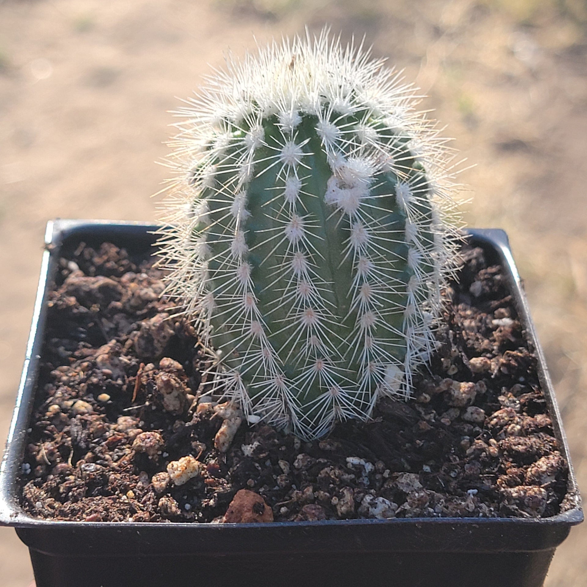 Echinocereus Reichenbachii var. Albispinus - 4A