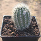 Echinocereus Reichenbachii var. Albispinus - 4A - Succulent - DesertScapeSucculent