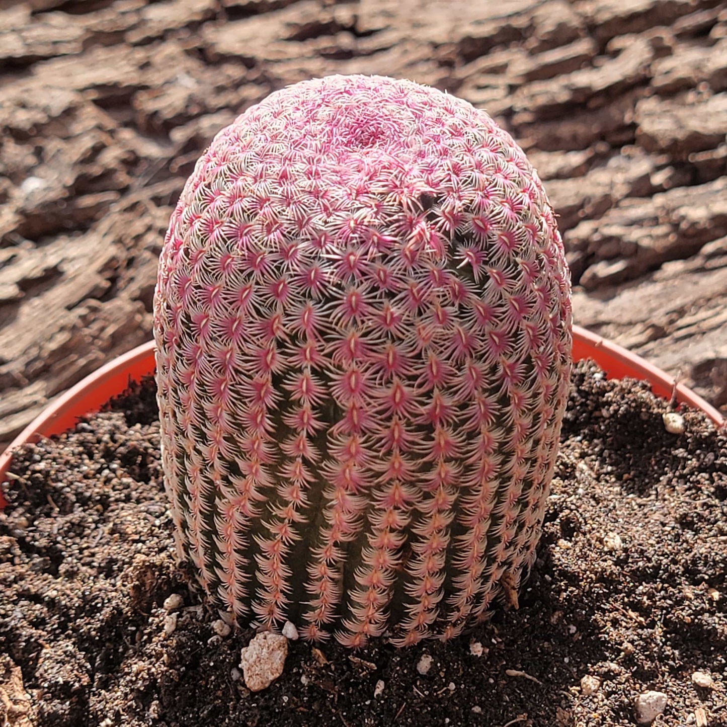 DesertScapeSucculent Succulent 6" Assorted Echinocereus rigidissimus 'Rainbow Cactus'