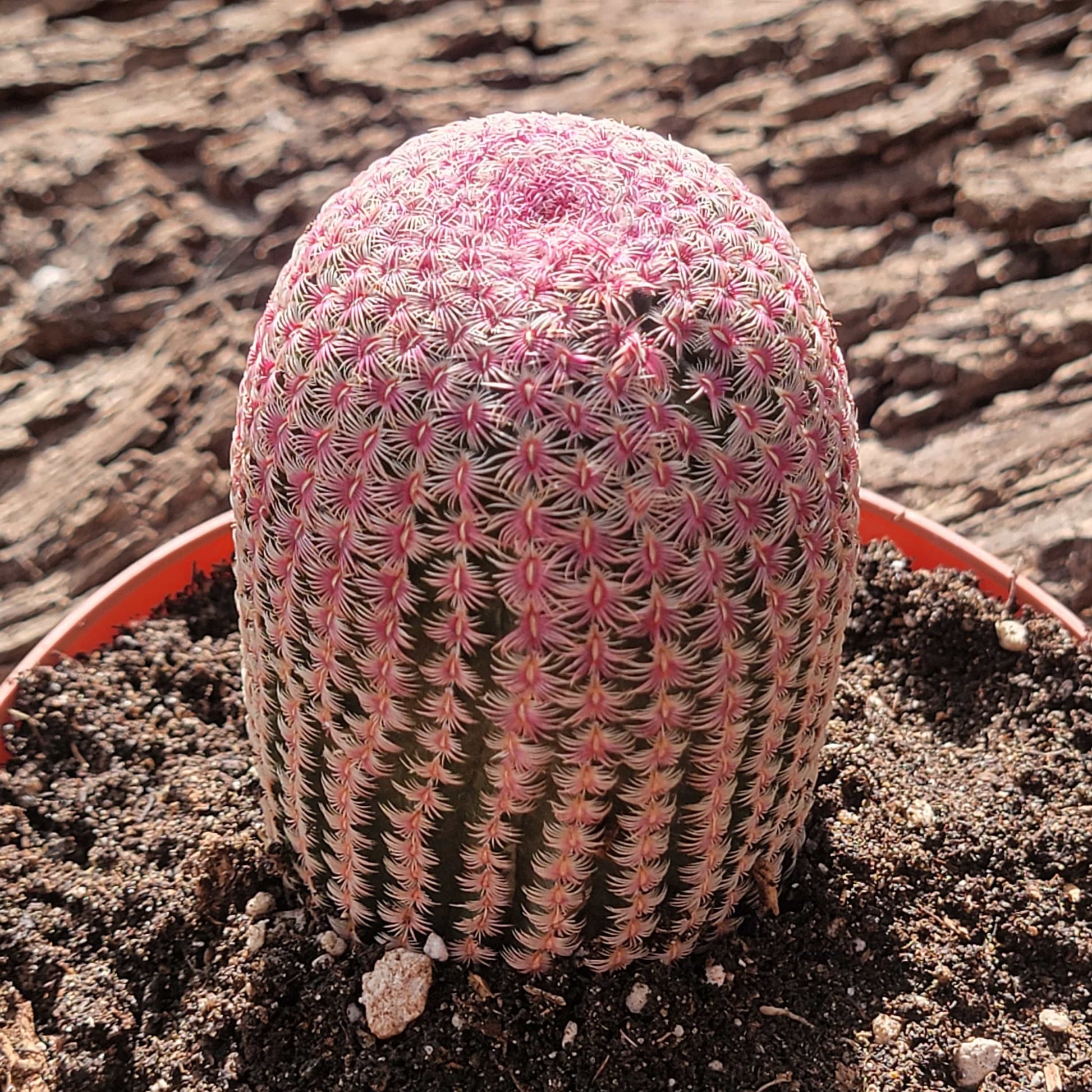 Echinocereus rigidissimus 'Rainbow Cactus' - 6 Inch Assorted - Cactus - DesertScapeSucculent