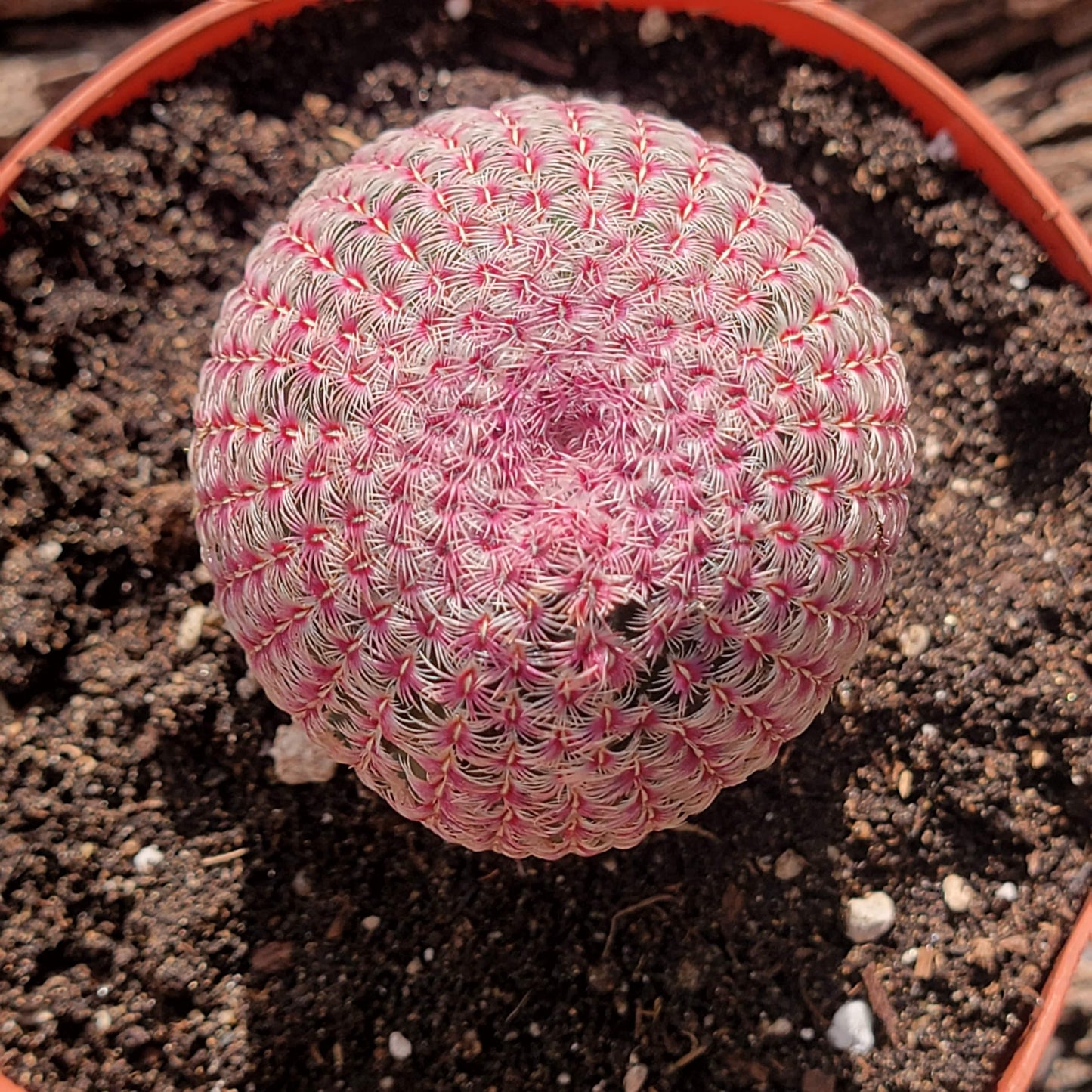 DesertScapeSucculent Succulent Echinocereus rigidissimus 'Rainbow Cactus'