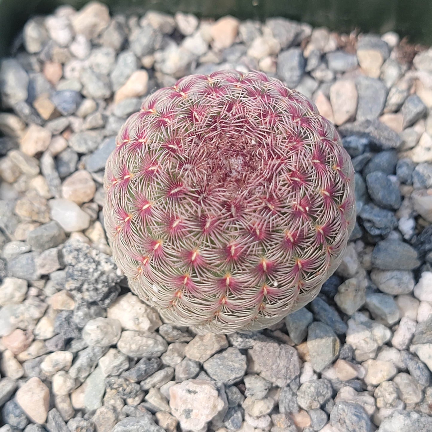 Echinocereus rigidissimus 'Rainbow Cactus'