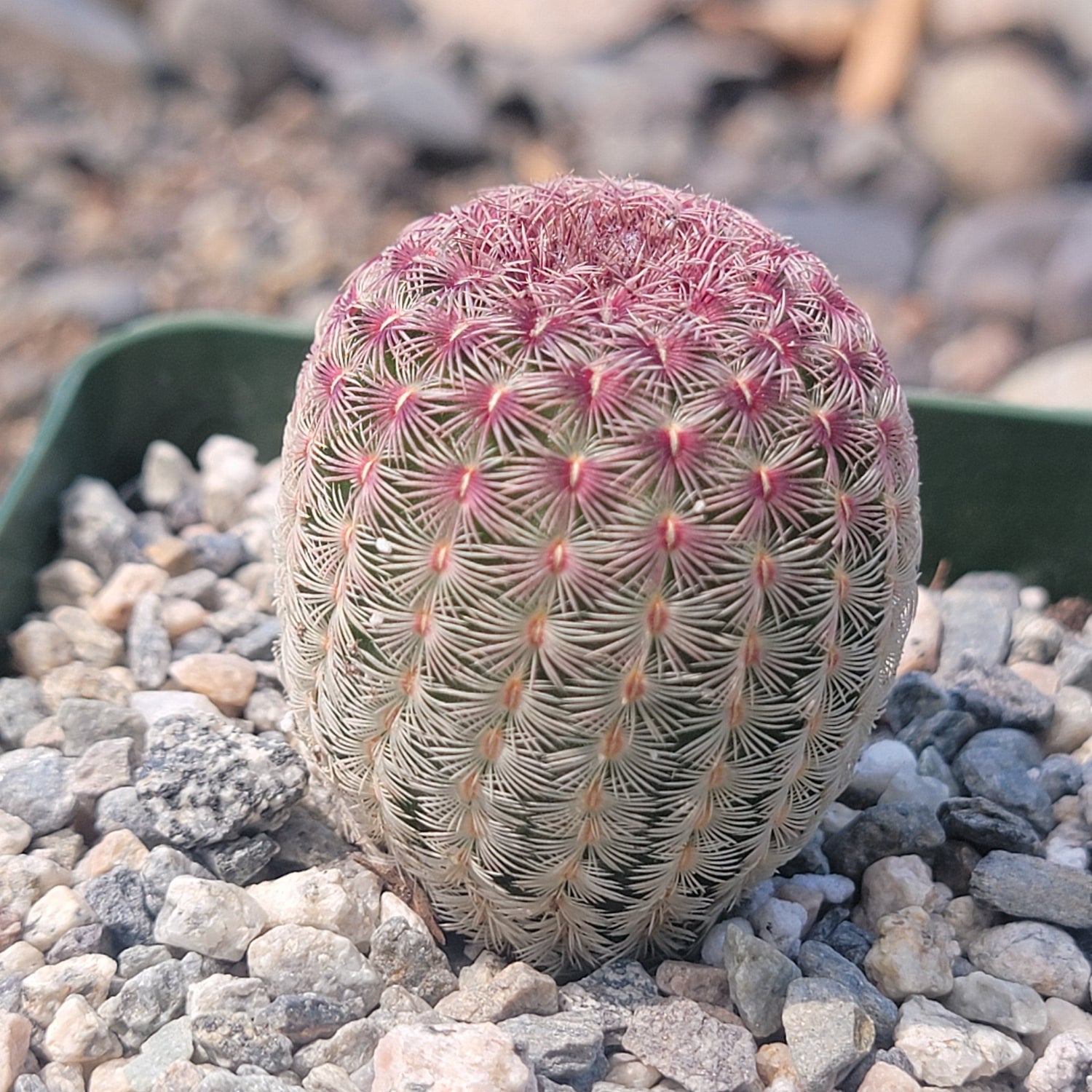 DesertScapeSucculent Succulent 4" Assorted Echinocereus rigidissimus 'Rainbow Cactus'