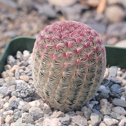 Echinocereus rigidissimus 'Rainbow Cactus'