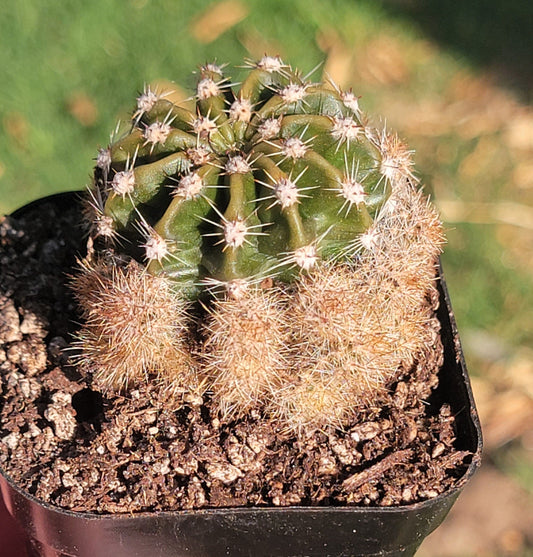 Echinopsis hybride