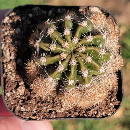Echinopsis Hybrid