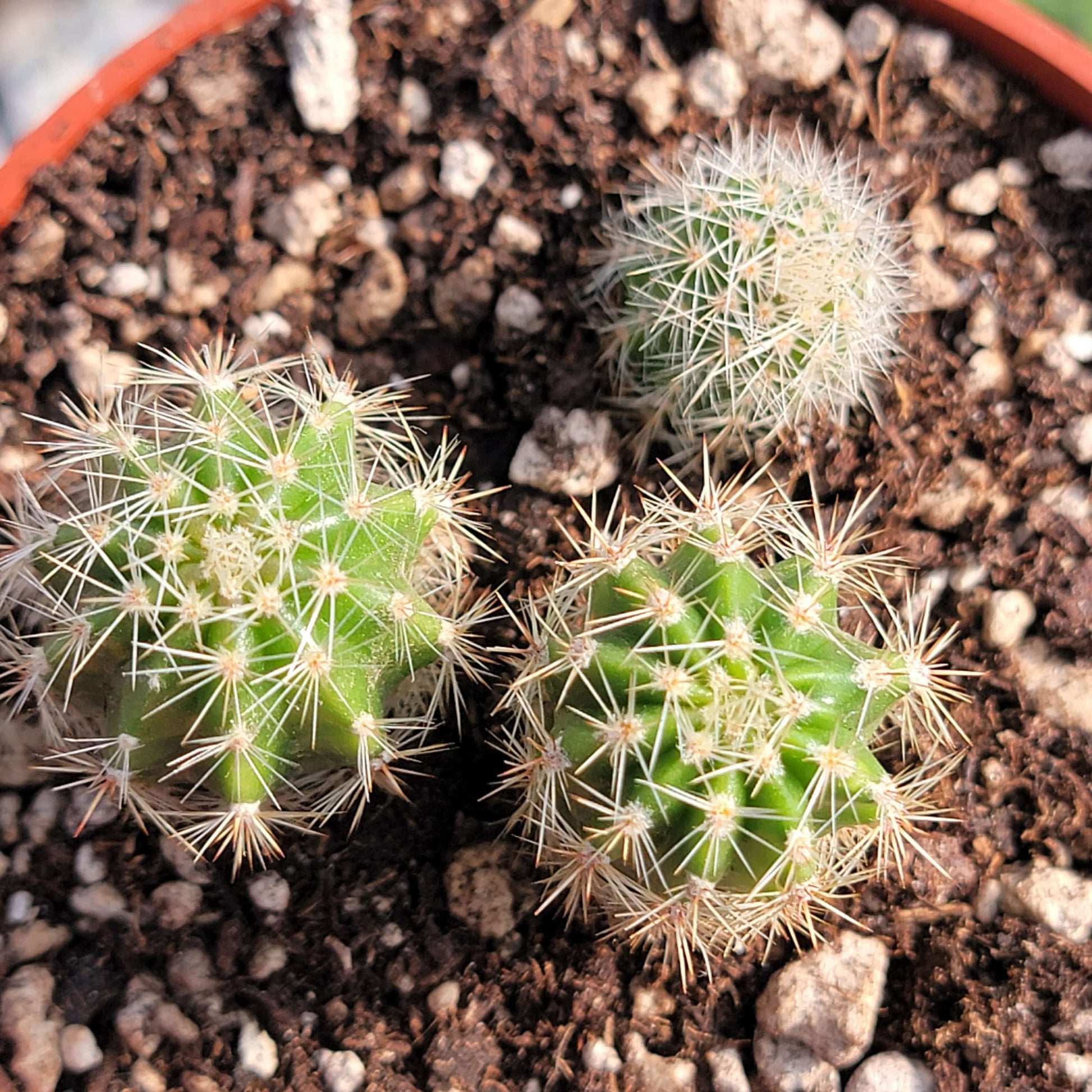 torch plant succulent Echinopsis spachiana 'Torch Cactus' – DesertScapeSucculent