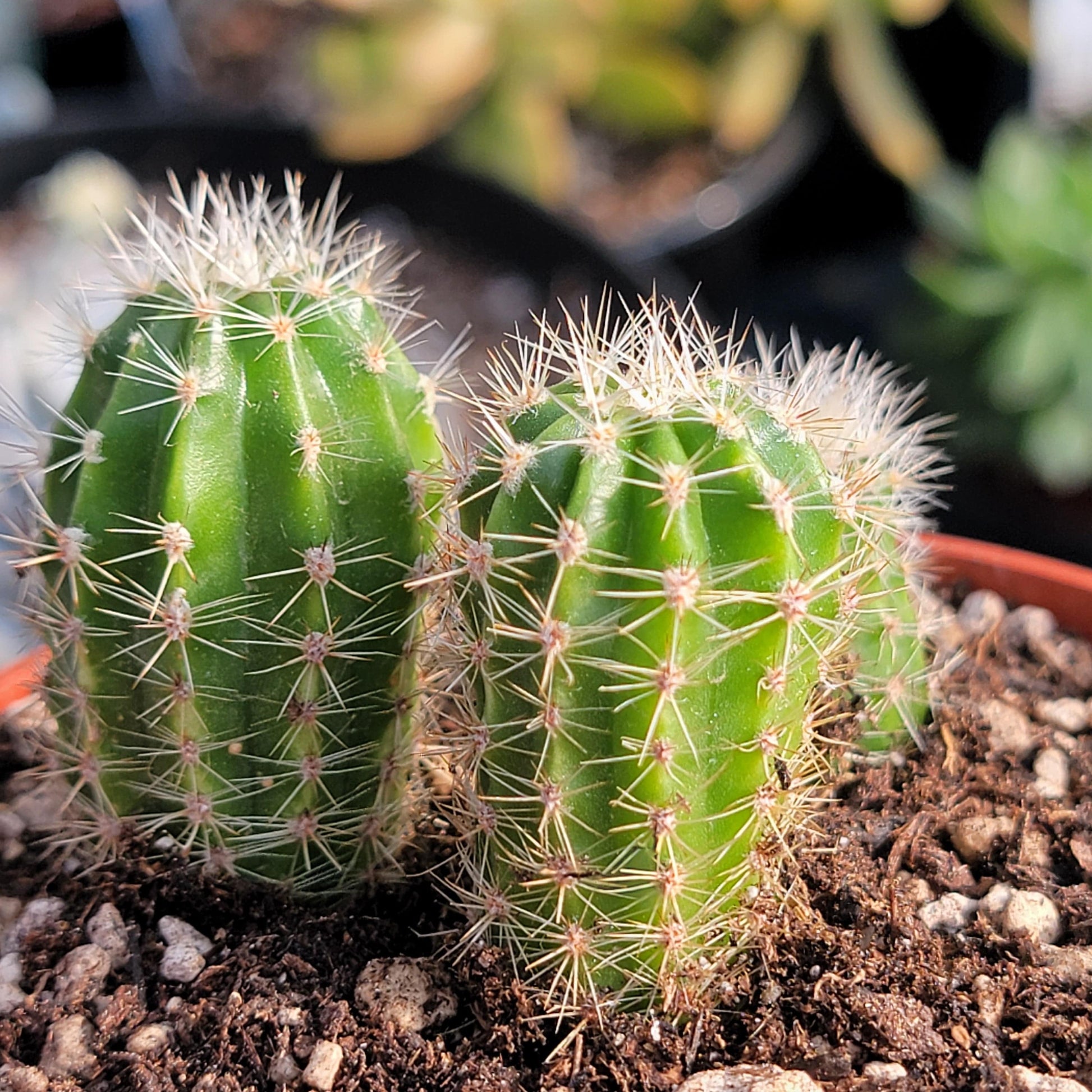 torch succulent Echinopsis spachiana 'Torch Cactus' – DesertScapeSucculent