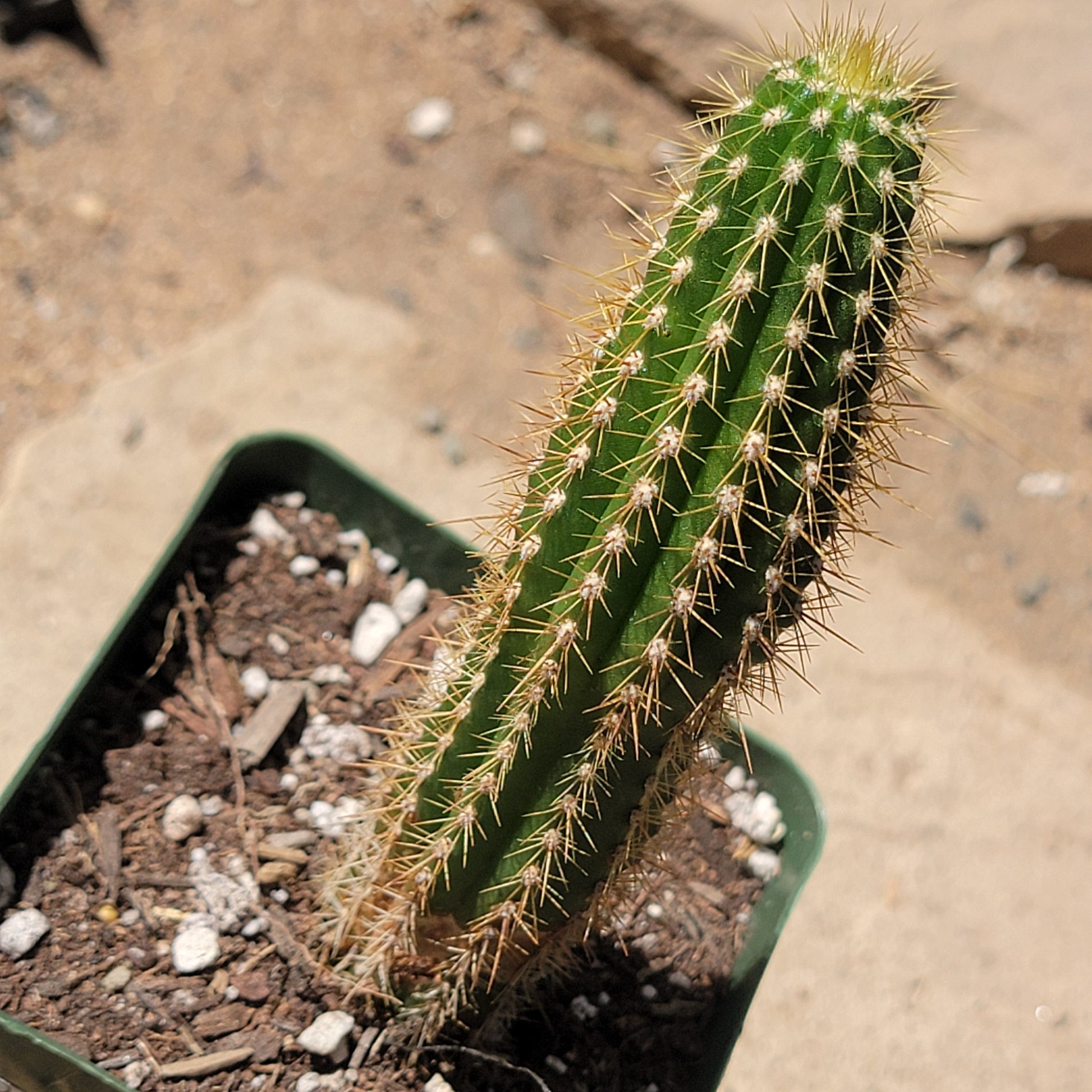 san pedro torch cactus for sale Echinopsis spachiana 'Torch Cactus' – DesertScapeSucculent