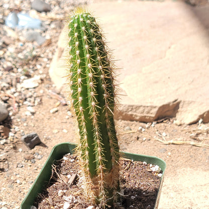 Echinopsis spachiana 'Torch Cactus'