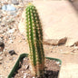Echinopsis spachiana 'Torch Cactus' - 3.5 Inch Assorted - Cactus - DesertScapeSucculent