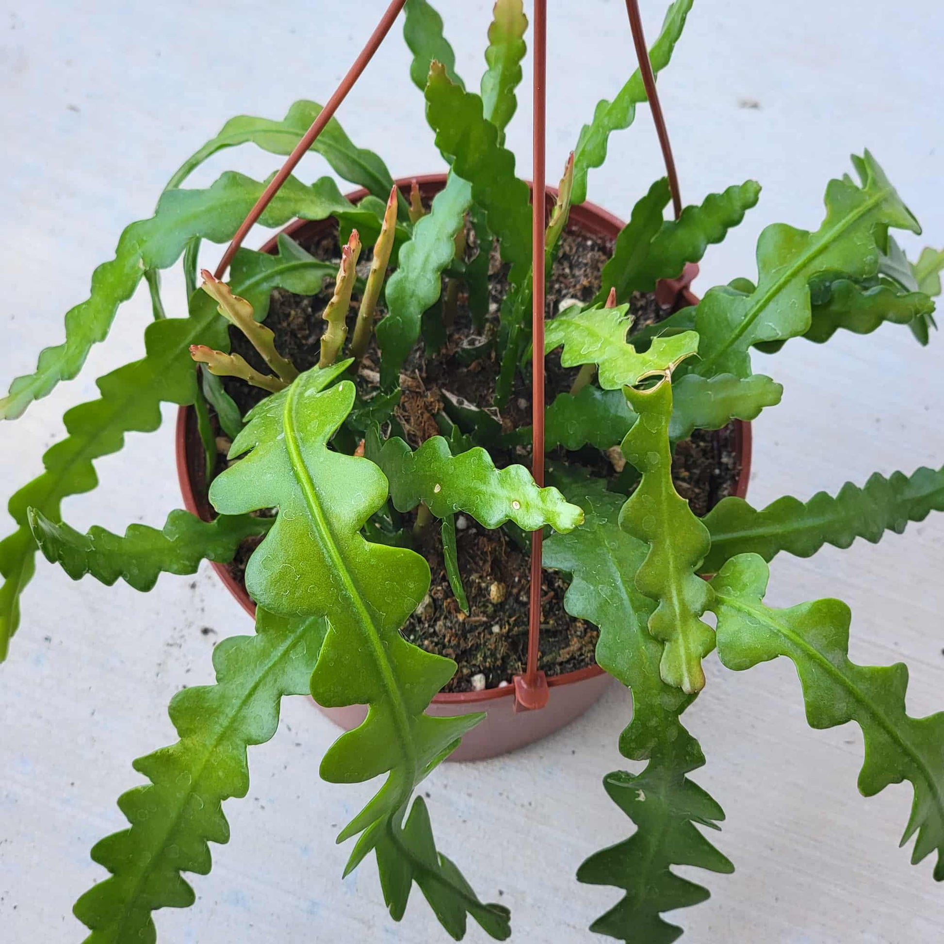 Epiphyllum anguliger 'Fishbone' - 6" hanging Assorted - Succulent - DesertScapeSucculent