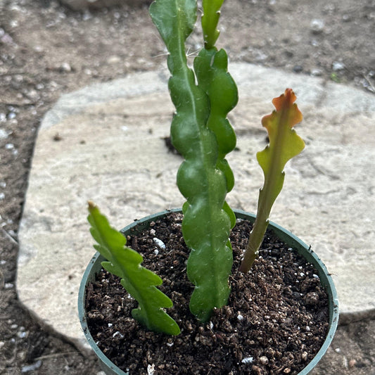 Epiphyllum anguliger 'Fishbone'