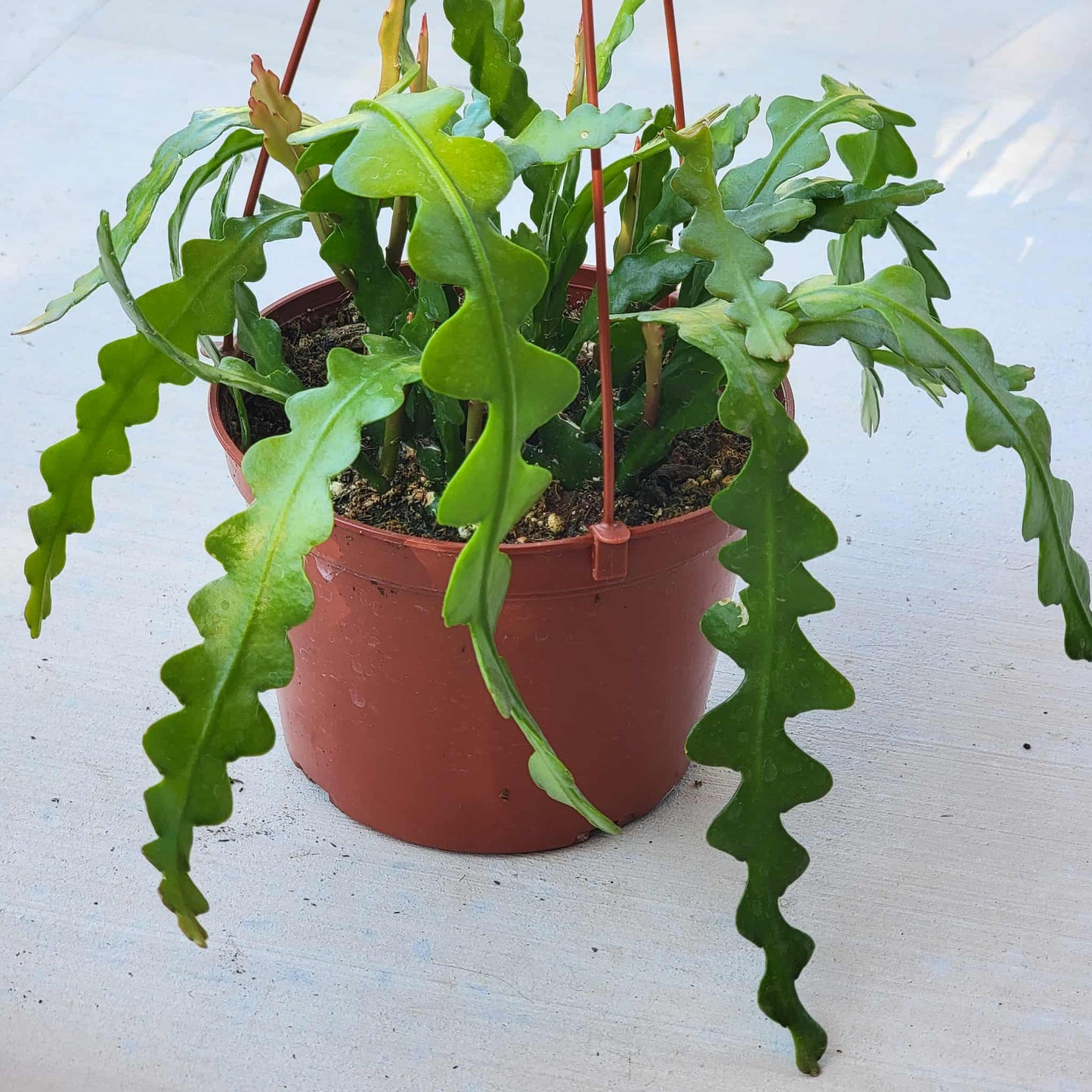 Epiphyllum anguliger 'Fishbone' - 6" hanging Assorted - Succulent - DesertScapeSucculent