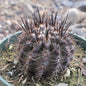 Eriosyce pulchella - 4 Inch Assorted - Cactus - DesertScapeSucculent