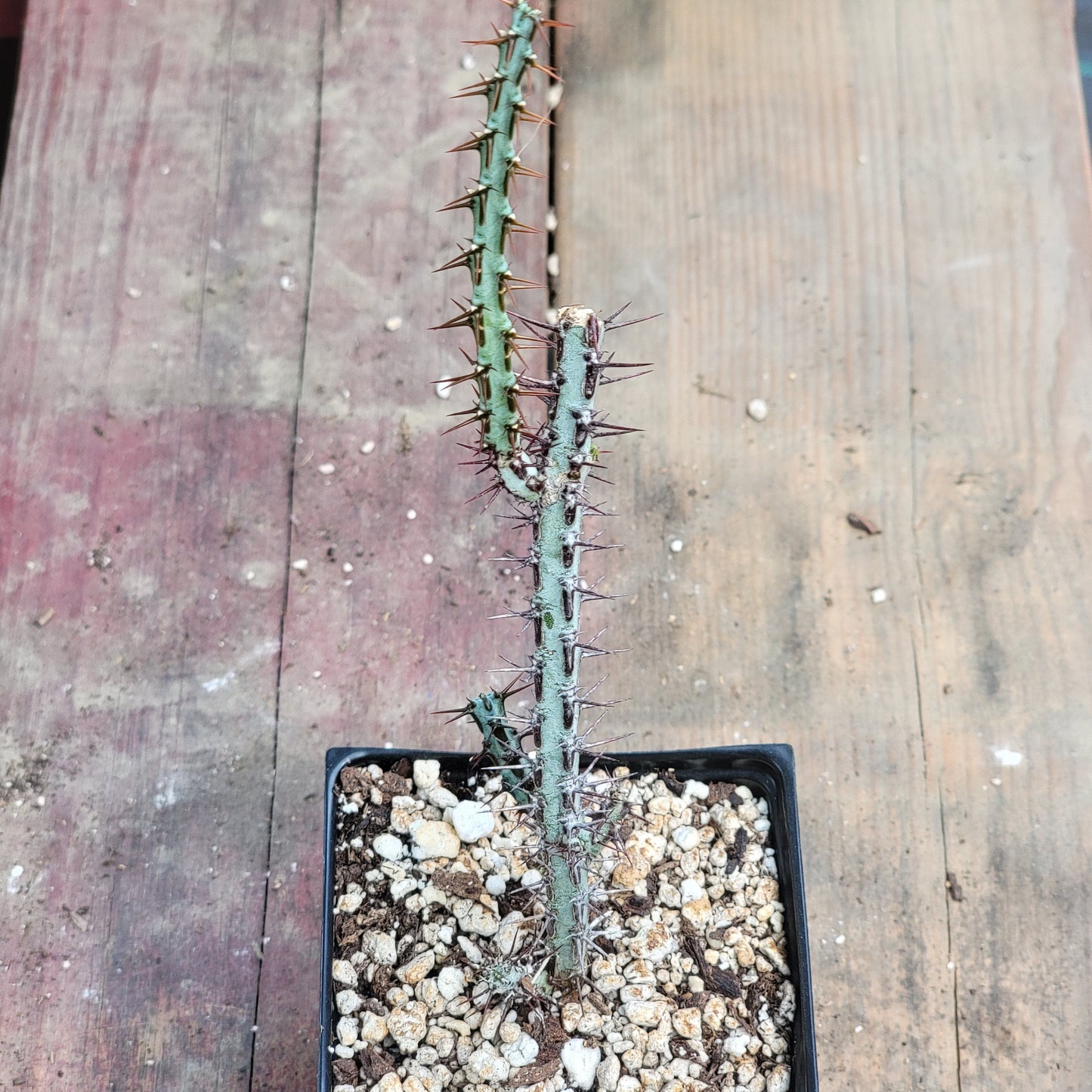 Euphorbia aeruginosa