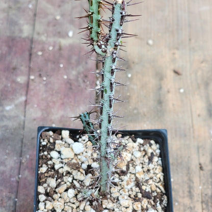 Euphorbia aeruginosa