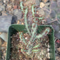 Euphorbia aeruginosa 'Miniature Saguaro' - 4 Inch Assorted - Succulent - DesertScapeSucculent