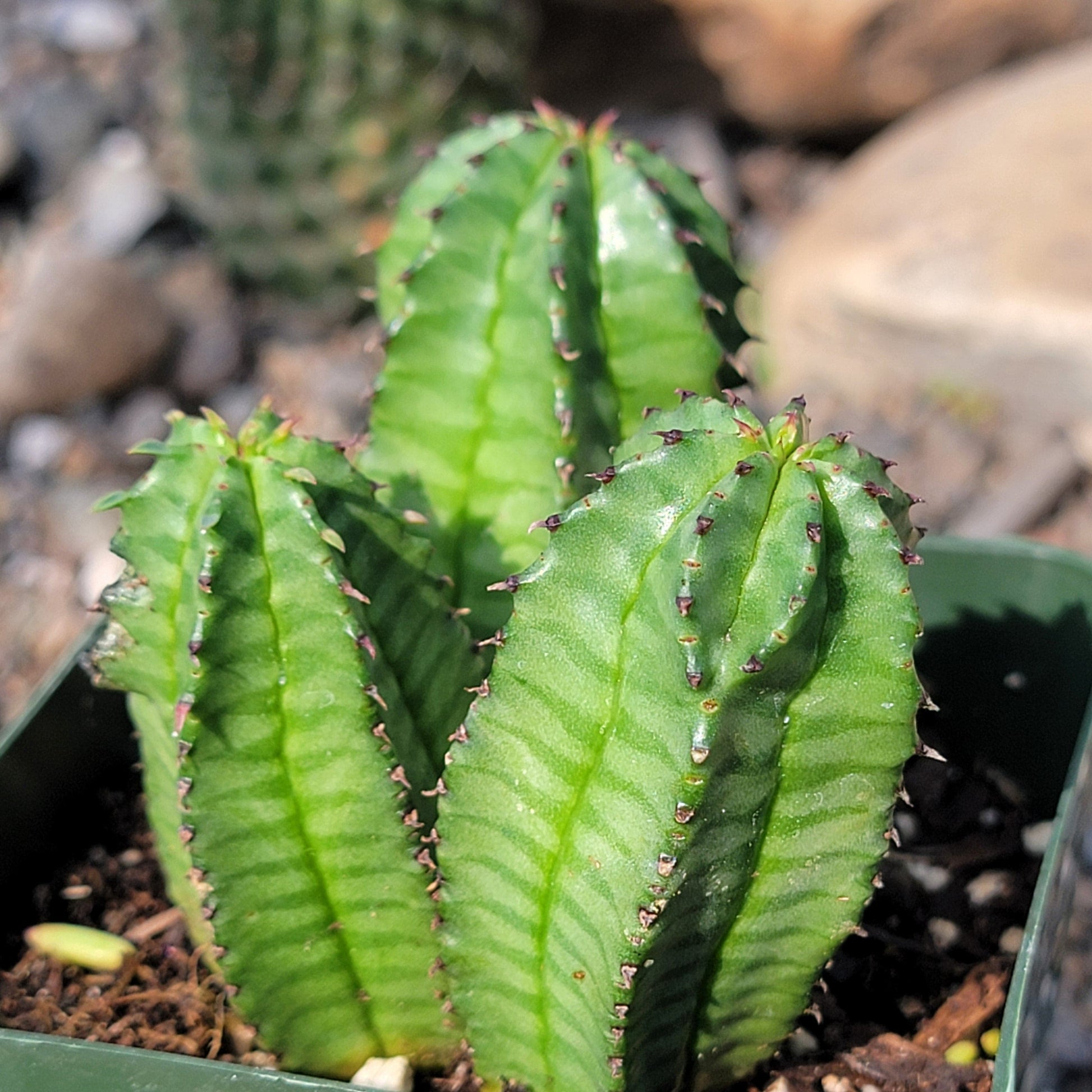 zipper succulent Euphorbia Anoplia 'Tanzanian Zipper Plant'