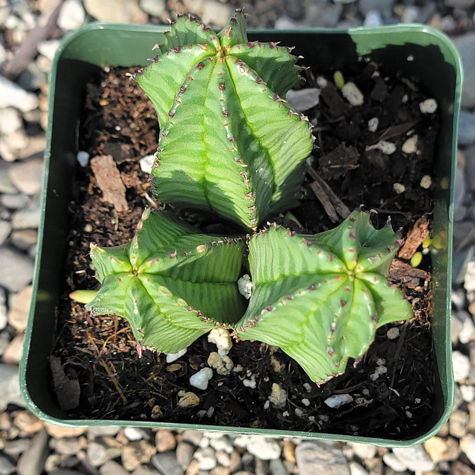 zipper succulent Euphorbia Anoplia 'Tanzanian Zipper Plant'