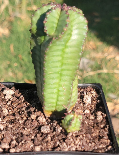 Euphorbia Anoplia 'Plante à glissière tanzanienne'