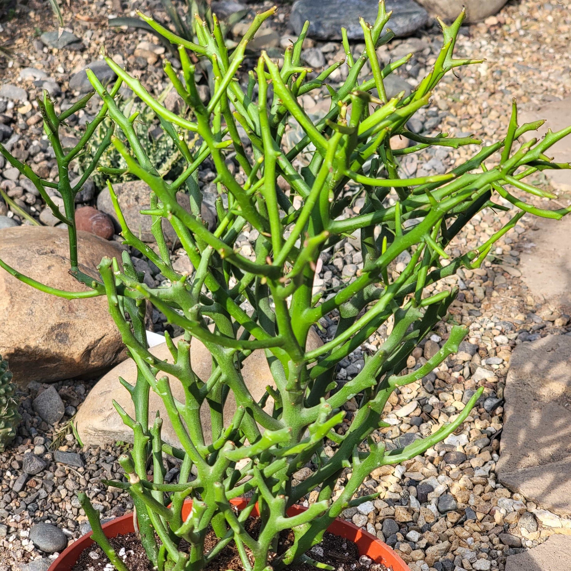 succulent patch Euphorbia 'Briar Patch'