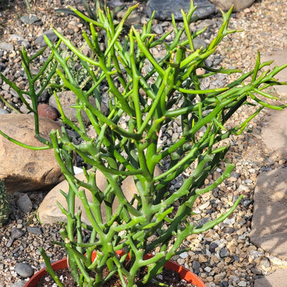 DesertScapeSucculent Succulent 6" Assorted Euphorbia 'Briar Patch'