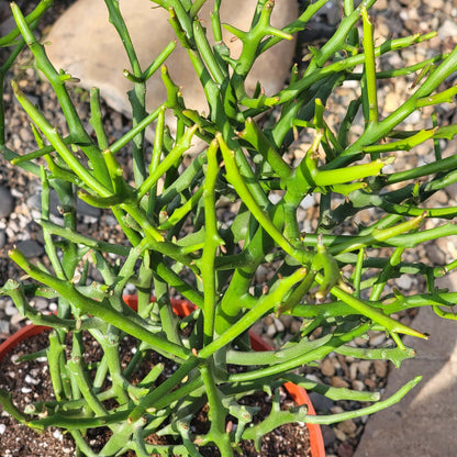 DesertScapeSucculent Succulent 6" Assorted Euphorbia 'Briar Patch'