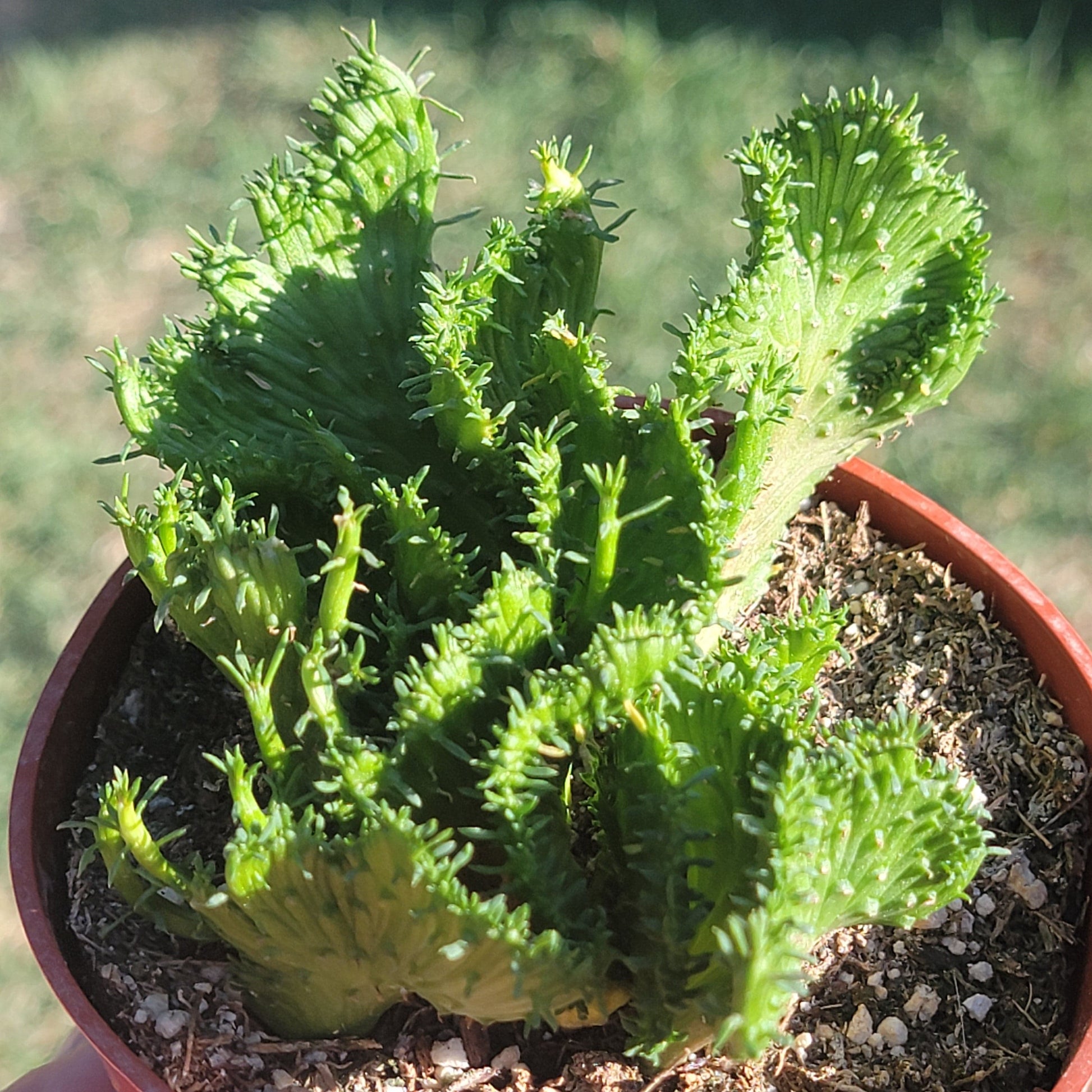 green coral succulent Euphorbia Flanaganii f. Cristata 'Coral Cactus' – DesertScapeSucculent