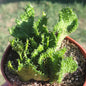 Euphorbia Flanaganii f. Cristata 'Coral Cactus' - 4 Inch Assorted - Cactus - DesertScapeSucculent