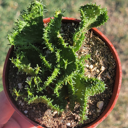 cristata succulent Euphorbia Flanaganii f. Cristata 'Coral Cactus' – DesertScapeSucculent