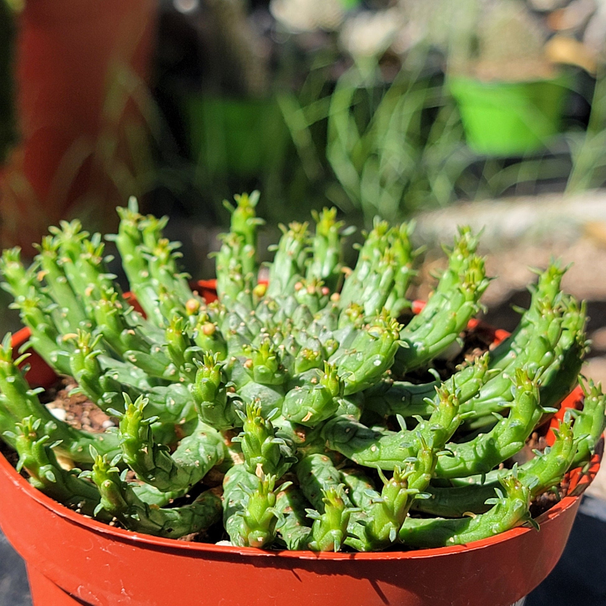 medusa succulent for sale Euphorbia Flanaganii 'Medusa's Head' – DesertScapeSucculent