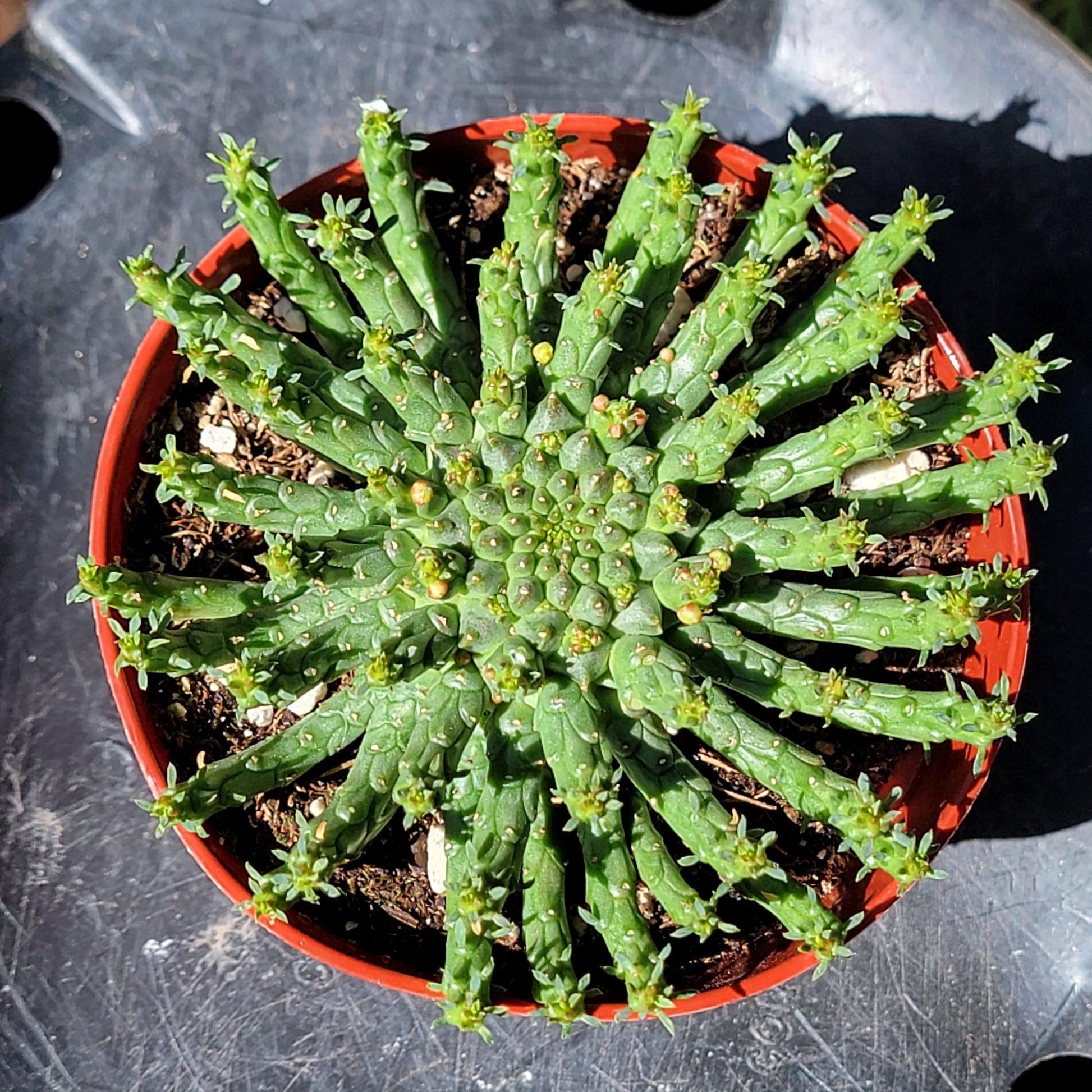 medusa hair succulent Euphorbia Flanaganii 'Medusa's Head' – DesertScapeSucculent