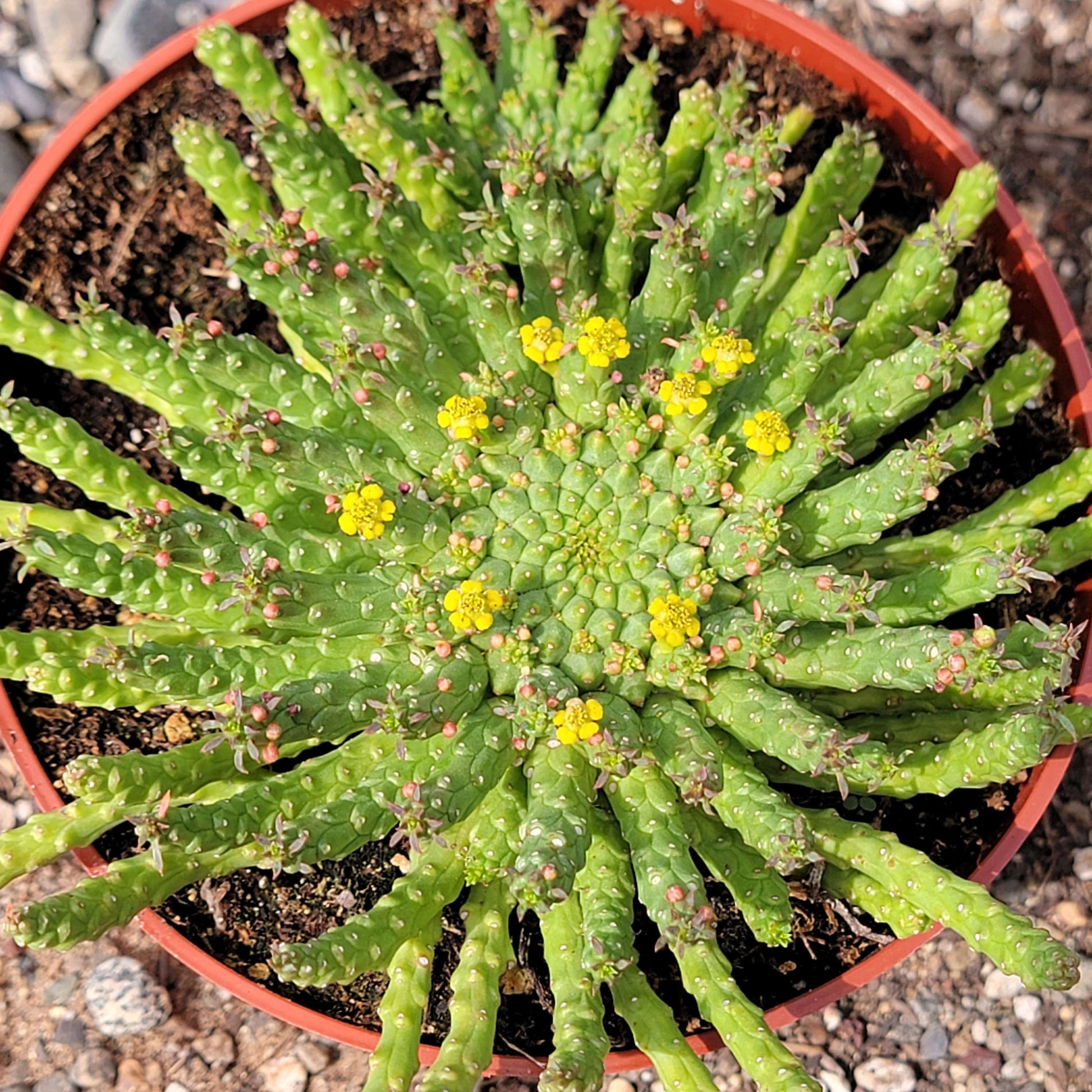 medusa hair succulent Euphorbia Flanaganii 'Medusa's Head' – DesertScapeSucculent