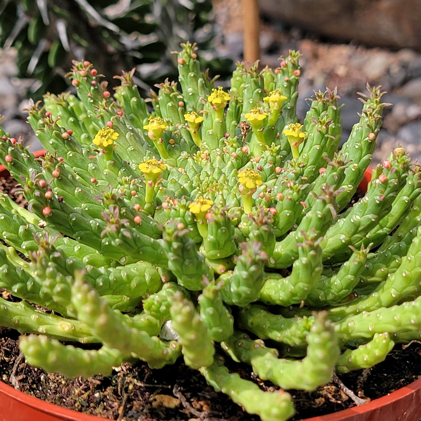 Euphorbia Flanaganii 'Cabeza de Medusa'