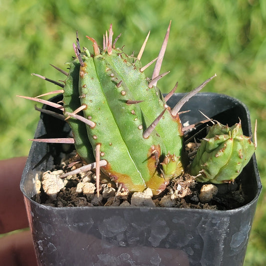 Euphorbia Horrida