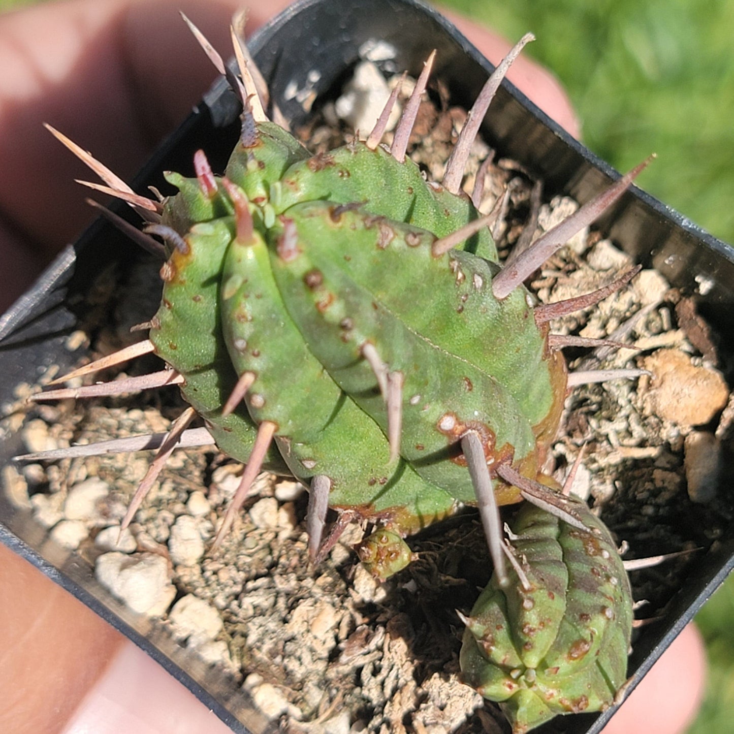 Euphorbia Horrida