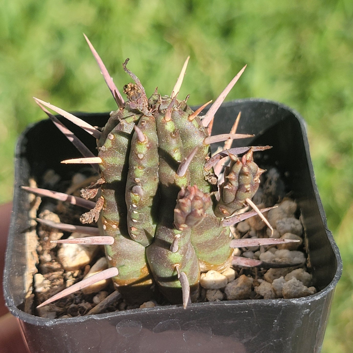 Euphorbia Horrida