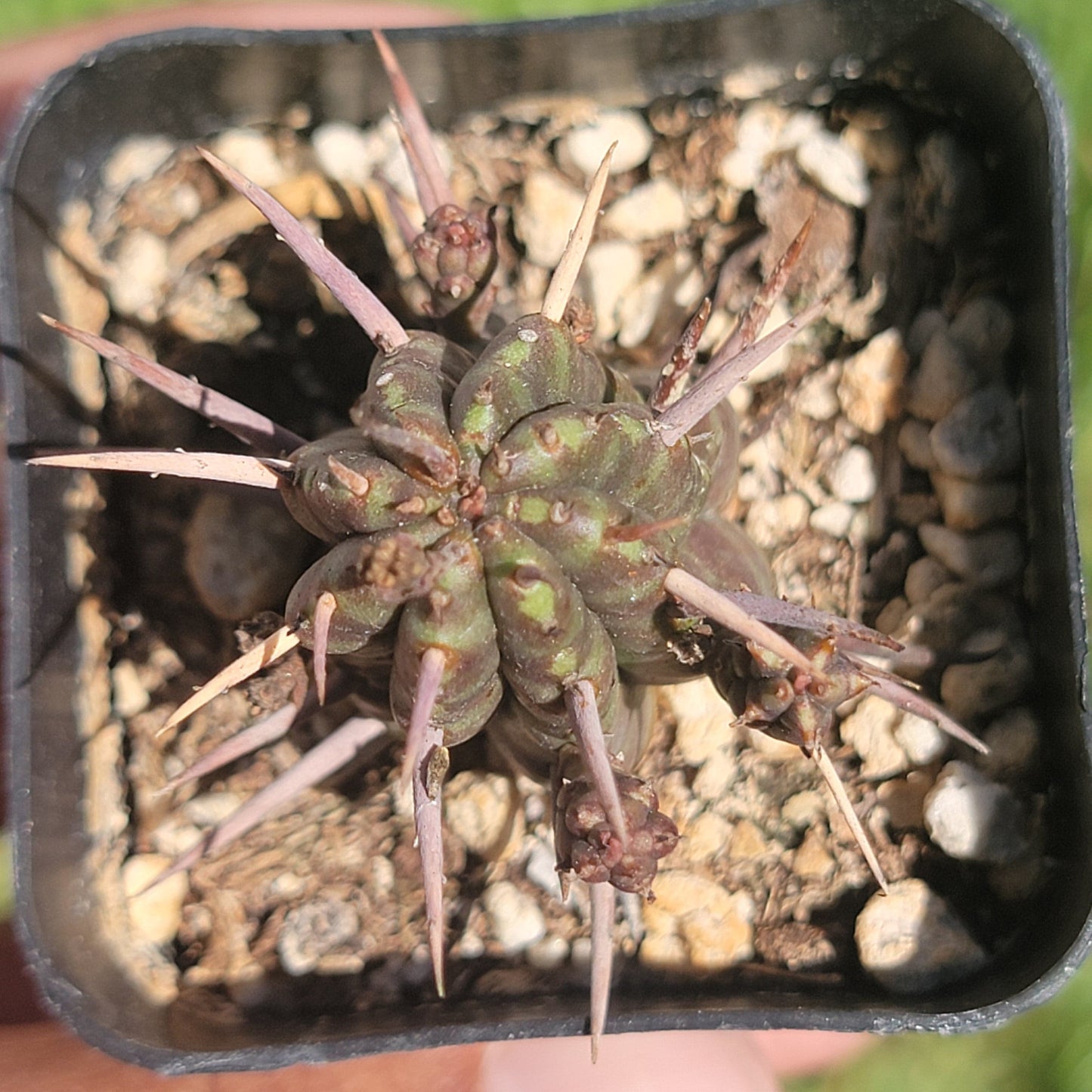 Euforbia Horrida