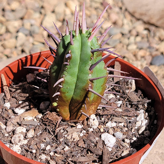 DesertScapeSucculent Succulent 4" Assorted Euphorbia Horrida