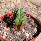 Euphorbia Horrida - 4 Inch Assorted - Cactus - DesertScapeSucculent