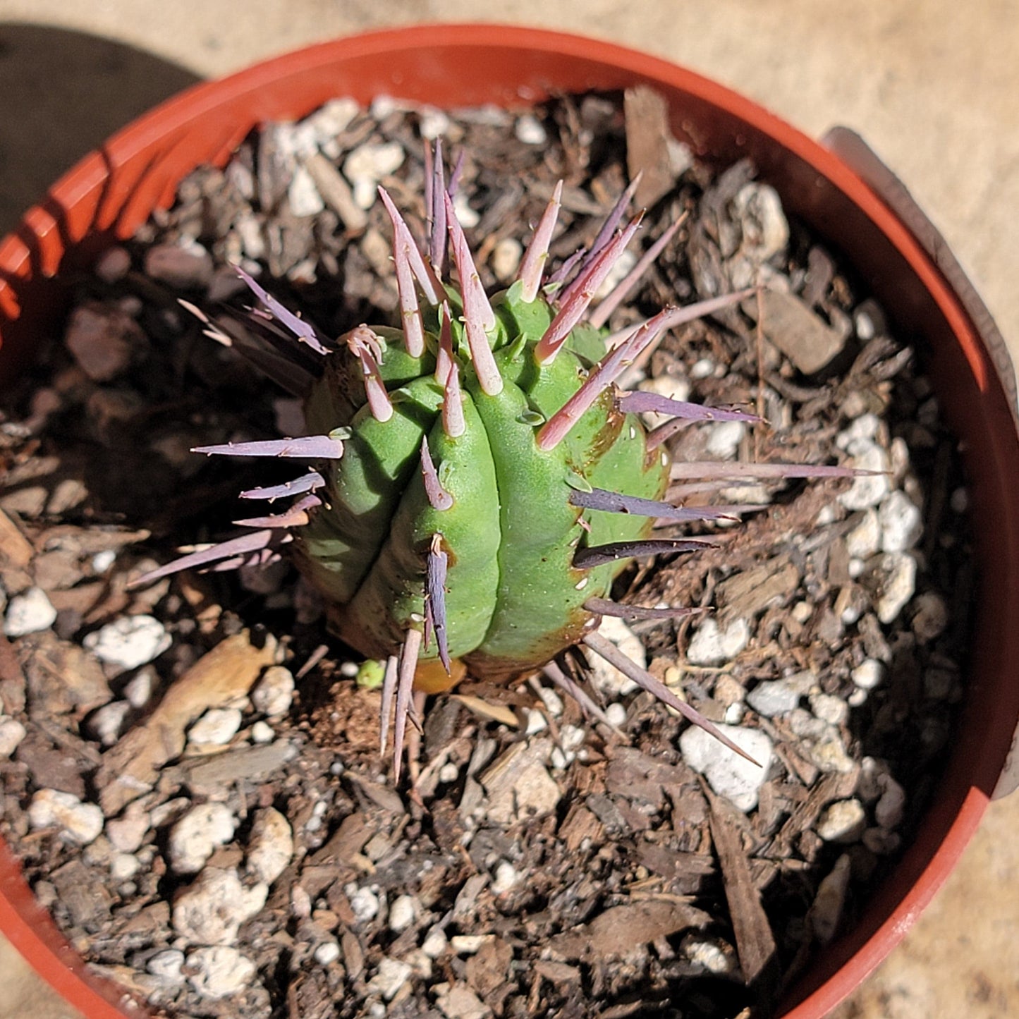 Euphorbia Horrida