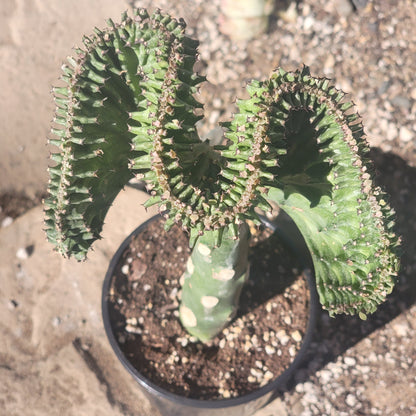 Euphorbia Lactea Crested 'Mermaid Tail' 'Coral Cactus'