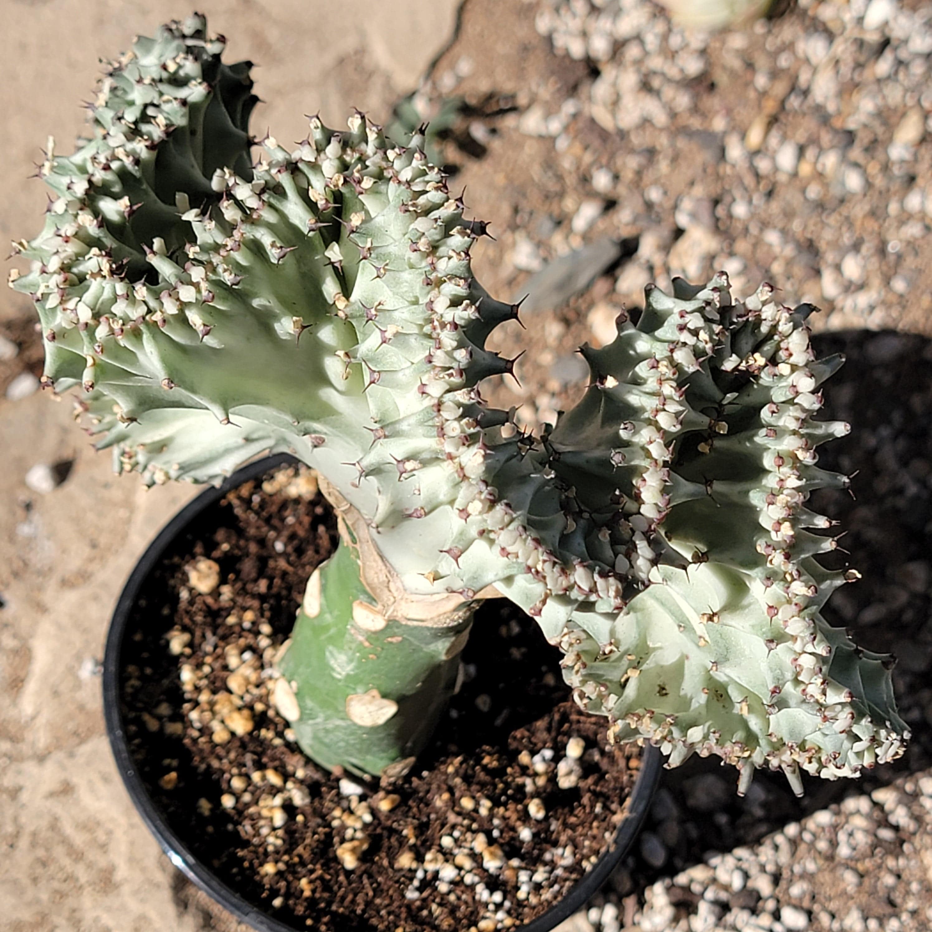 Mermaid Tail Crested high quality Senecio