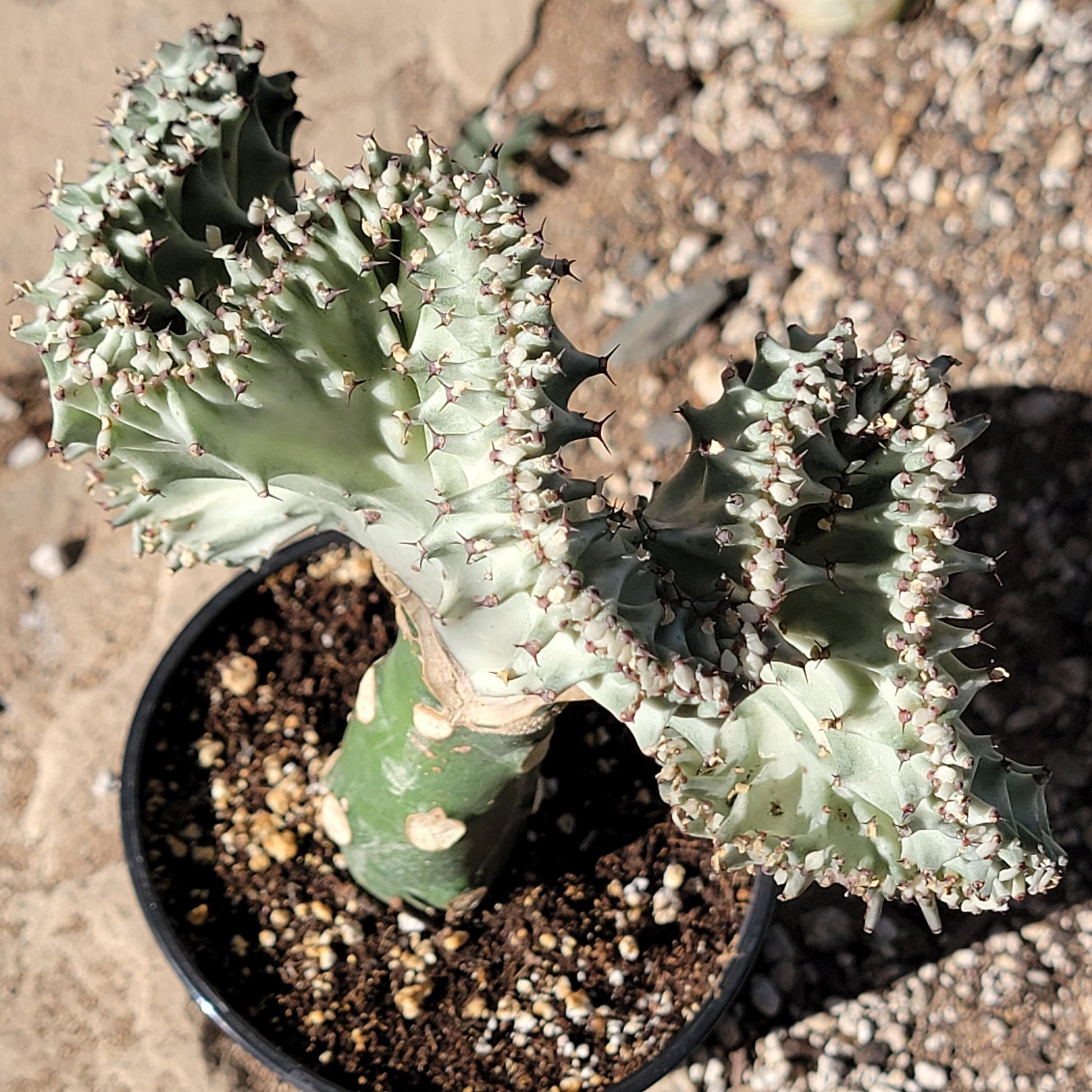 mermaid succulent plant for sale Euphorbia Lactea Crested 'Mermaid Tail' 'Coral Cactus' – DesertScapeSucculent