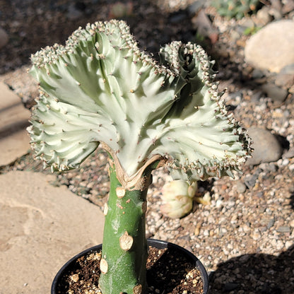 succulent that looks like green coral Euphorbia Lactea Crested 'Mermaid Tail' 'Coral Cactus' – DesertScapeSucculent