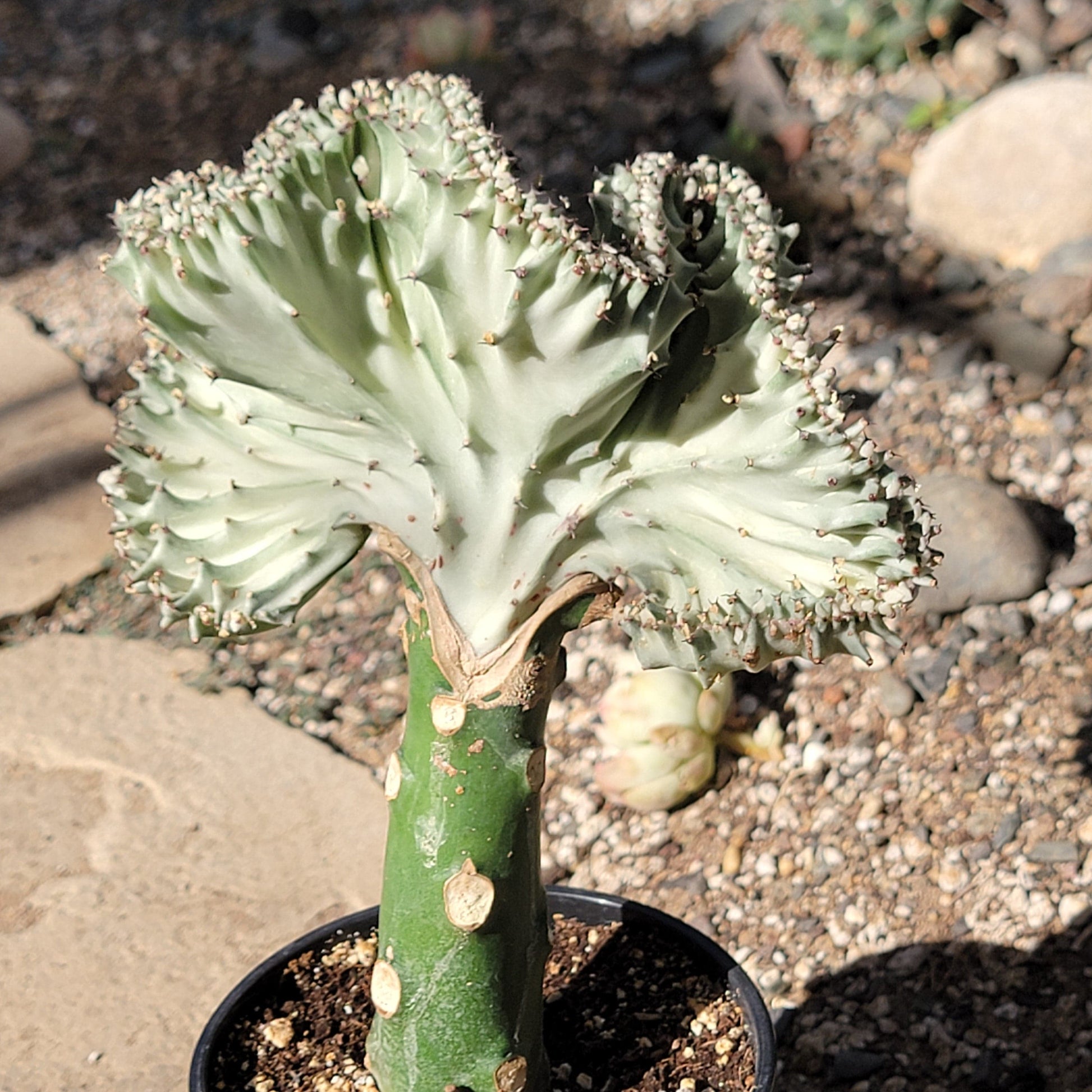 DesertScapeSucculent Succulent 5" Light Green Euphorbia Lactea Crested 'Mermaid Tail' 'Coral Cactus'