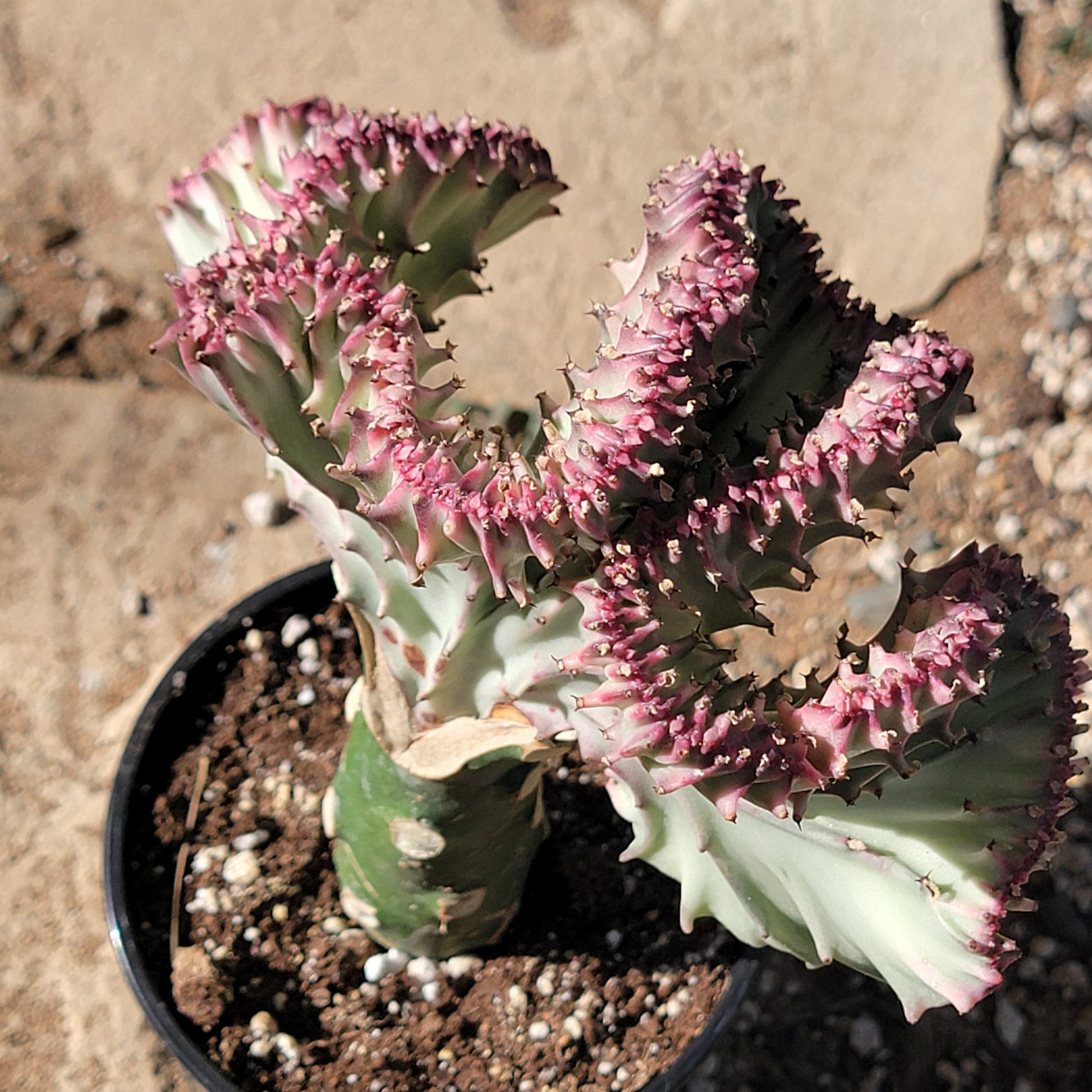 mermaid succulent Euphorbia Lactea Crested 'Mermaid Tail' 'Coral Cactus' – DesertScapeSucculent