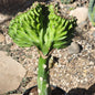 Euphorbia Lactea Crested 'Mermaid Tail' 'Coral Cactus' - 5" Green - Cactus - DesertScapeSucculent